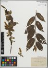 Foto von Salix pentandra L.